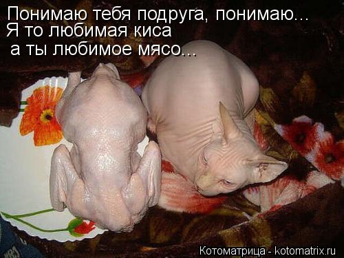 Понимаю тебя подруга, понимаю... Я то любимая киса а ты любимое мясо...... Котоматрица: Понимаю тебя подруга, понимаю... Я то любимая киса а ты любимое мясо...