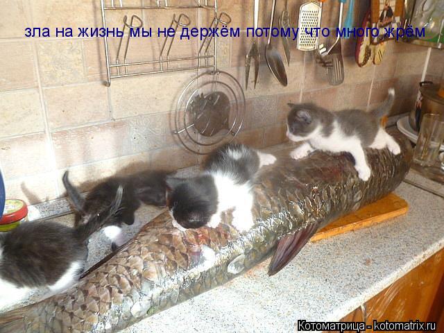 зла на жизнь мы не держём потому что много жрём... Котоматрица: зла на жизнь мы не держём потому что много жрём