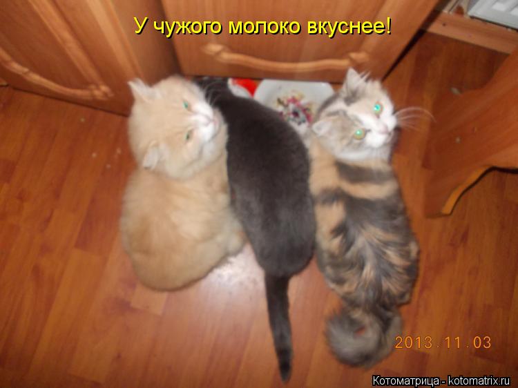 У чужого молоко вкуснее!... Котоматрица: У чужого молоко вкуснее!