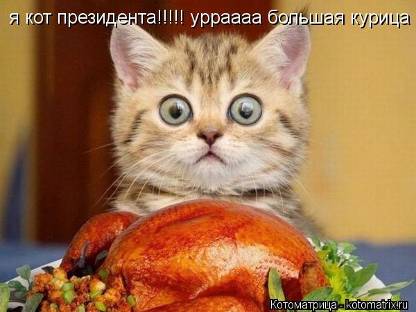 я кот президента!!!!! урраааа большая курица... Котоматрица: я кот президента!!!!! урраааа большая курица