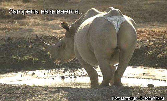 Загорела называется..... Котоматрица: Загорела называется..