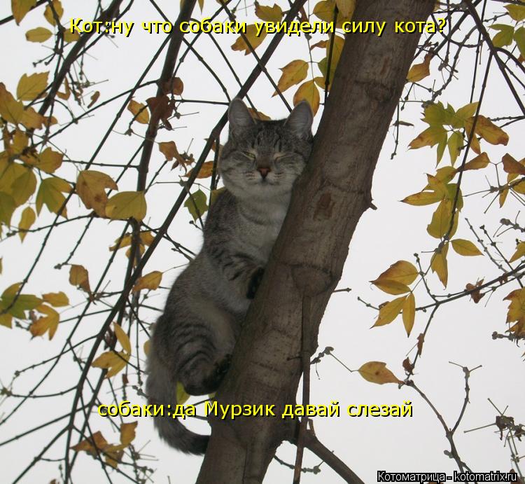 собаки:да Мурзик давай слезай Кот:ну что собаки увидели силу кота?... Котоматрица: собаки:да Мурзик давай слезай Кот:ну что собаки увидели силу кота?