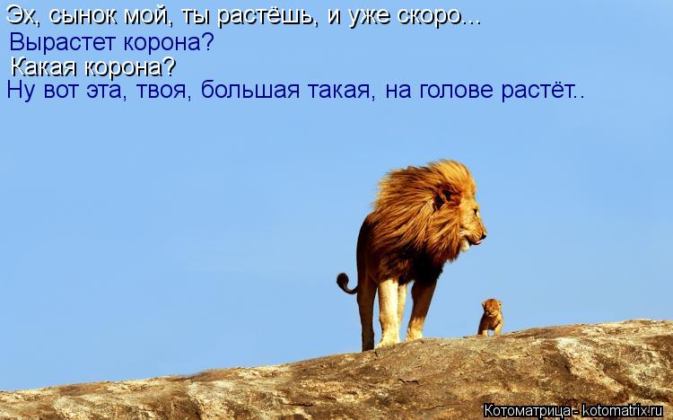 Котоматрица: Эх, сынок мой, ты растёшь, и уже скоро... Вырастет корона? Какая корона? Ну вот эта, твоя, большая такая, на голове растёт..