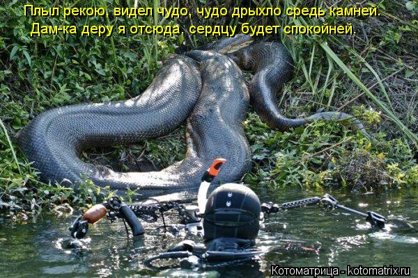 Плыл рекою, видел чудо, чудо дрыхло средь камней. Дам-ка деру я отсюда, сердцу будет спокойней.... Котоматрица: Плыл рекою, видел чудо, чудо дрыхло средь камней. Дам-ка деру я отсюда, сердцу будет спокойней.