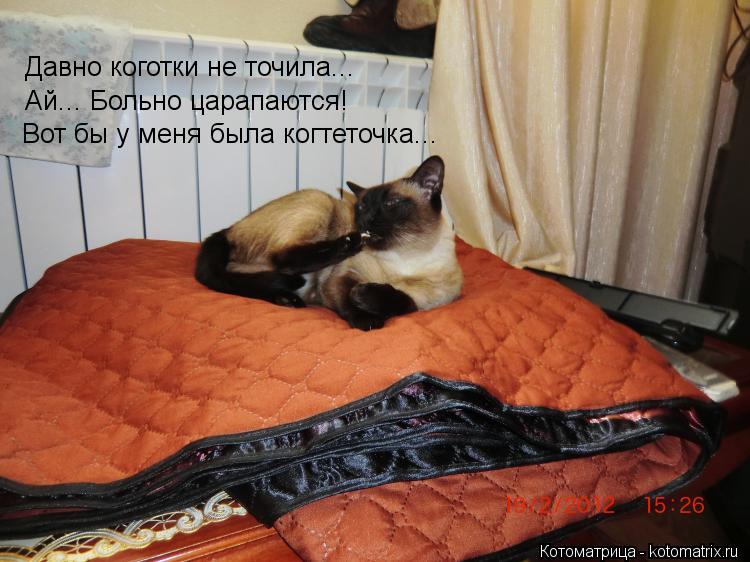 Давно коготки не точила... Ай... Больно царапаются! Вот бы у меня была когтеточка...... Котоматрица: Давно коготки не точила... Ай... Больно царапаются! Вот бы у меня была когтеточка...