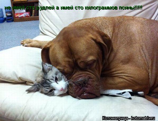 не имей сто рудлей а имей сто килограммов псины!!!!!... Котоматрица: не имей сто рудлей а имей сто килограммов псины!!!!!
