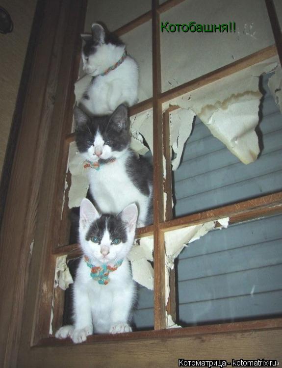 Котобашня!!... Котоматрица: Котобашня!!