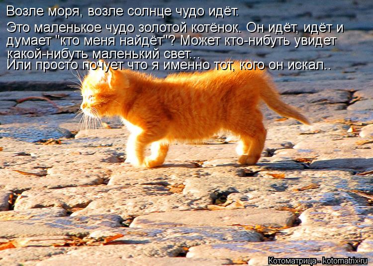 Возле моря, возле солнце чудо идёт. Это маленькое чудо золотой котёнок. Он идёт, идёт и думает "кто м... Котоматрица: Возле моря, возле солнце чудо идёт. Это маленькое чудо золотой котёнок. Он идёт, идёт и думает "кто меня найдёт"? Может кто-нибуть увидет како