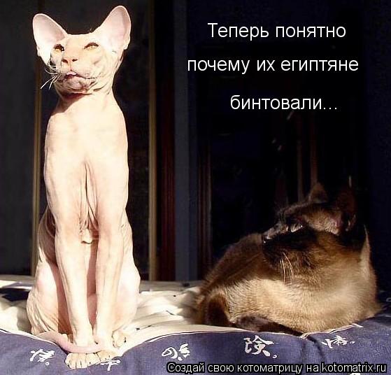 Теперь понятно почему их египтяне бинтовали...... Котоматрица: Теперь понятно почему их египтяне бинтовали...