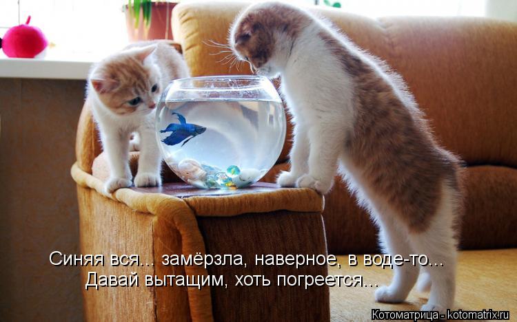 Синяя вся... замёрзла, наверное, в воде-то... Давай вытащим, хоть погреется...... Котоматрица: Синяя вся... замёрзла, наверное, в воде-то... Давай вытащим, хоть погреется...