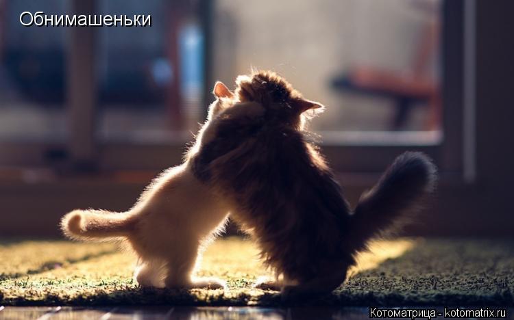Обнимашеньки... Котоматрица: Обнимашеньки