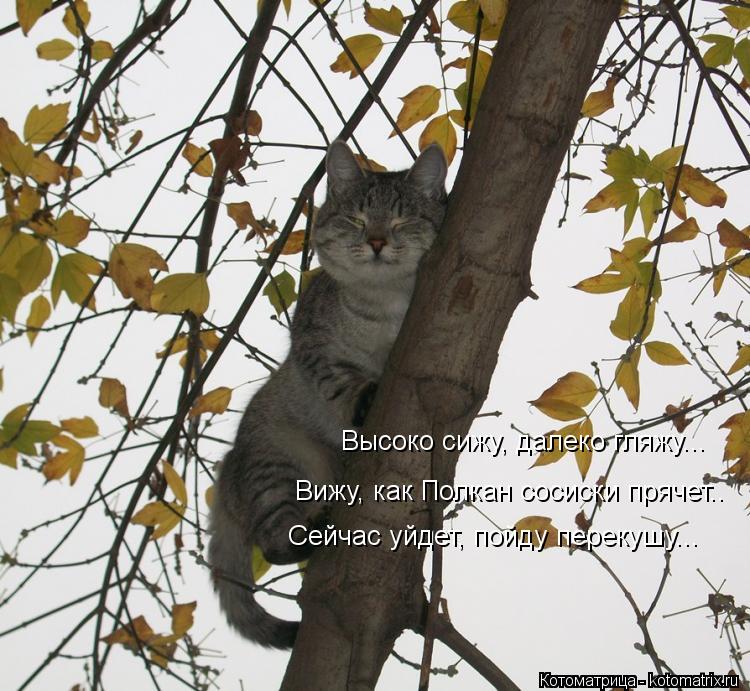 Высоко сижу, далеко гляжу... Вижу, как Полкан сосиски прячет.. Сейчас уйдет, пойду перекушу...... Котоматрица: Высоко сижу, далеко гляжу... Вижу, как Полкан сосиски прячет.. Сейчас уйдет, пойду перекушу...