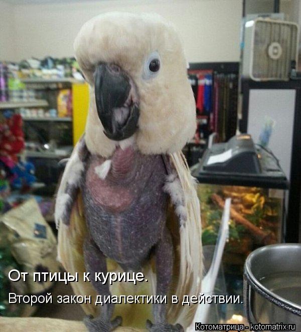 Котоматрица: От птицы к курице. Второй закон диалектики в действии.