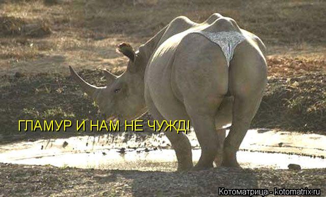 Котоматрица: ГЛАМУР И НАМ НЕ ЧУЖД!