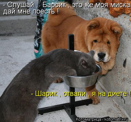 - Слушай , Барсик , это же моя миска дай мне поесть ! - Шарик , отвали , я на диете !... Котоматрица: - Слушай , Барсик , это же моя миска дай мне поесть ! - Шарик , отвали , я на диете !