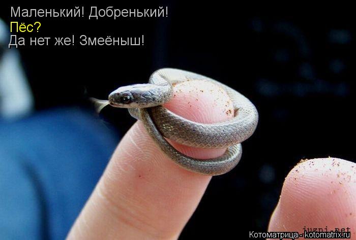 Маленький! Добренький! Пёс? Да нет же! Змеёныш!... Котоматрица: Маленький! Добренький! Пёс? Да нет же! Змеёныш!