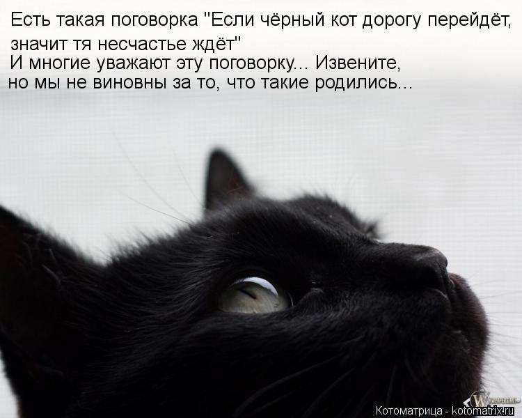 Есть такая поговорка "Если чёрный кот дорогу перейдёт, значит тя несчастье ждёт" И многие уважают эт... Котоматрица: Есть такая поговорка "Если чёрный кот дорогу перейдёт, значит тя несчастье ждёт" И многие уважают эту поговорку... Извените, но мы не виновн