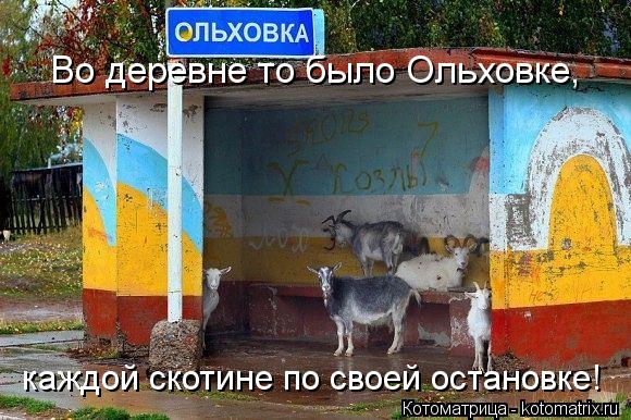 Во деревне то было Ольховке, каждой скотине по своей остановке!... Котоматрица: Во деревне то было Ольховке, каждой скотине по своей остановке!