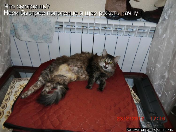 Что смотришь? Неси быстрее полотенце я щас рожать начну!!... Котоматрица: Что смотришь? Неси быстрее полотенце я щас рожать начну!!