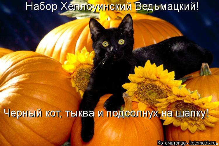 Набор Хеллоуинский Ведьмацкий! Черный кот, тыква и подсолнух на шапку!... Котоматрица: Набор Хеллоуинский Ведьмацкий! Черный кот, тыква и подсолнух на шапку!