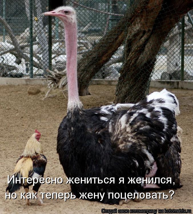 Интересно жениться я женился, но как теперь жену поцеловать?... Котоматрица: Интересно жениться я женился, но как теперь жену поцеловать?