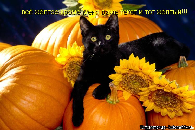 всё жёлтое кроме меня даже текст и тот жёлтый!!!... Котоматрица: всё жёлтое кроме меня даже текст и тот жёлтый!!!