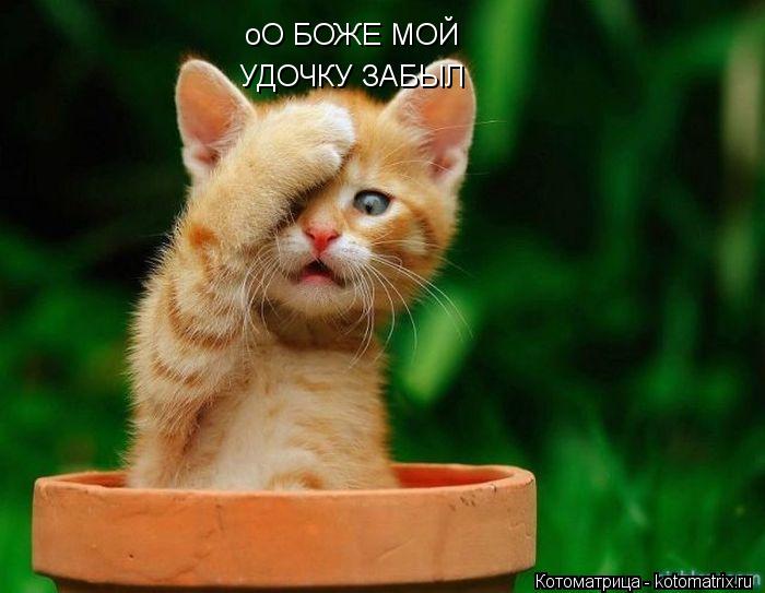 оО БОЖЕ МОЙ УДОЧКУ ЗАБЫЛ... Котоматрица: оО БОЖЕ МОЙ УДОЧКУ ЗАБЫЛ