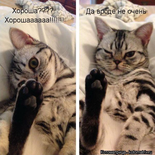 Хороша???? Хорошаааааа!!!!!!! Да вроде не очень... Котоматрица: Хороша???? Хорошаааааа!!!!!!! Да вроде не очень