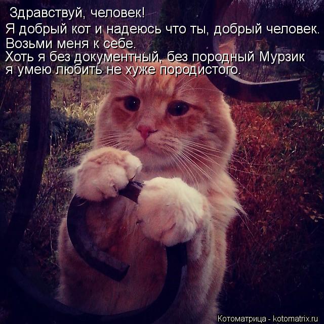 Здравствуй, человек! Я добрый кот и надеюсь что ты, добрый человек. Возьми меня к себе. Хоть я без д... Котоматрица: Здравствуй, человек! Я добрый кот и надеюсь что ты, добрый человек. Возьми меня к себе. Хоть я без документный, без породный Мурзик я умею люб