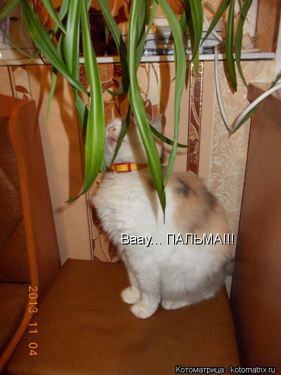 Ваау... ПАЛЬМА!!!... Котоматрица: Ваау... ПАЛЬМА!!!