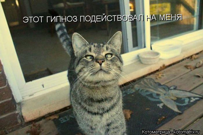 ЭТОТ ГИПНОЗ ПОДЕЙСТВОВАЛ НА МЕНЯ... Котоматрица: ЭТОТ ГИПНОЗ ПОДЕЙСТВОВАЛ НА МЕНЯ