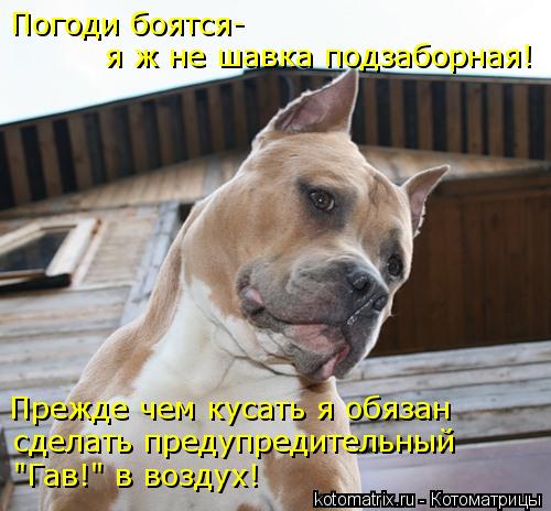 Котоматрица: Погоди боятся- я ж не шавка подзаборная! Прежде чем кусать я обязан сделать предупредительный "Гав!" в воздух!