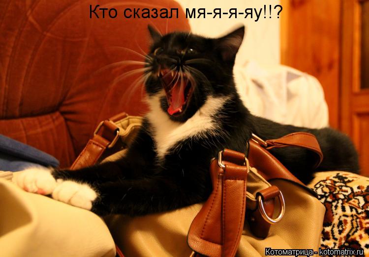 Кто сказал мя-я-я-яу!!?... Котоматрица: Кто сказал мя-я-я-яу!!?