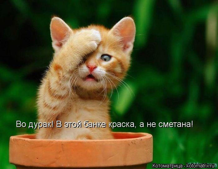 Во дурак! В этой банке краска, а не сметана!... Котоматрица: Во дурак! В этой банке краска, а не сметана!