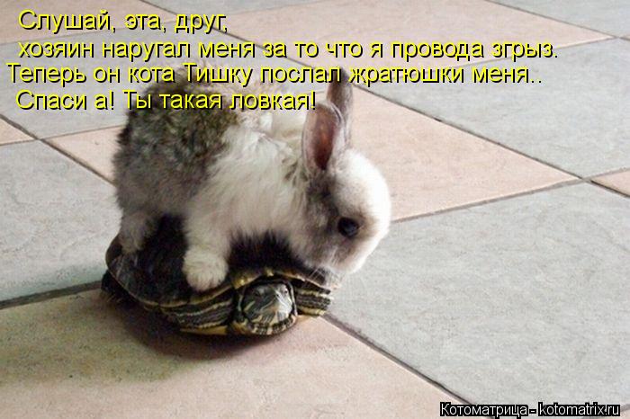 Слушай, эта, друг, хозяин наругал меня за то что я провода згрыз. Теперь он кота Тишку послал жратюш... Котоматрица: Слушай, эта, друг, хозяин наругал меня за то что я провода згрыз. Теперь он кота Тишку послал жратюшки меня.. Спаси а! Ты такая ловкая!