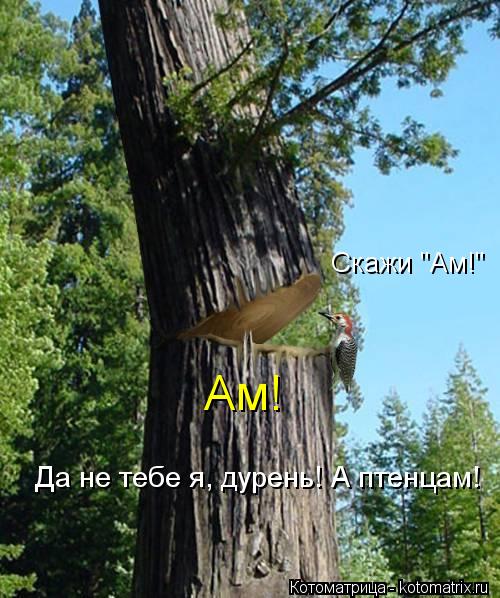 Скажи "Ам!" Ам! Да не тебе я, дурень! А птенцам!... Котоматрица: Скажи "Ам!" Ам! Да не тебе я, дурень! А птенцам!