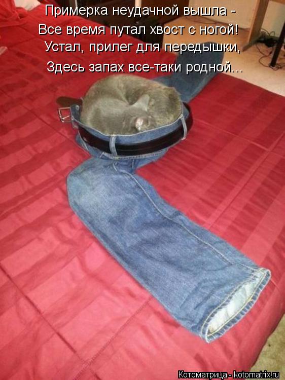 Котоматрица: Примерка неудачной вышла - Все время путал хвост с ногой! Устал, прилег для передышки, Здесь запах все-таки родной...