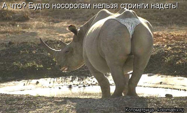 Котоматрица: А что? Будто носорогам нельзя стринги надеть!