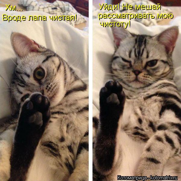Хм... Вроде лапа чистая! Уйди! Не мешай рассматривать мою чистоту!... Котоматрица: Хм... Вроде лапа чистая! Уйди! Не мешай рассматривать мою чистоту!