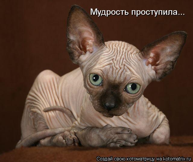 Мудрость проступила...... Котоматрица: Мудрость проступила...