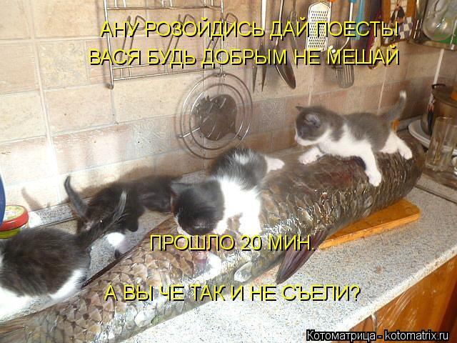 АНУ РОЗОЙДИСЬ ДАЙ ПОЕСТЬ! ВАСЯ БУДЬ ДОБРЫМ НЕ МЕШАЙ ПРОШЛО 20 МИН. А ВЫ ЧЕ ТАК И НЕ СЪЕЛИ?... Котоматрица: АНУ РОЗОЙДИСЬ ДАЙ ПОЕСТЬ! ВАСЯ БУДЬ ДОБРЫМ НЕ МЕШАЙ ПРОШЛО 20 МИН. А ВЫ ЧЕ ТАК И НЕ СЪЕЛИ?