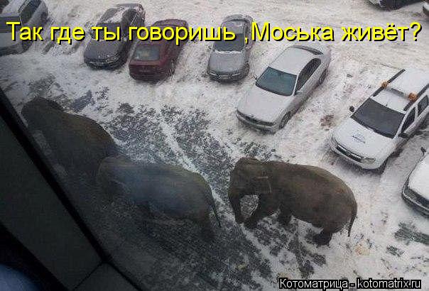 Так где ты говоришь ,Моська живёт?... Котоматрица: Так где ты говоришь ,Моська живёт?