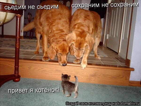 Котоматрица: привет я котёнок! сьедим не сьедим сохраним не сохраним