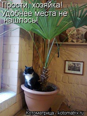 Прости, хозяйка! Удобнее места не нашлось!... Котоматрица: Прости, хозяйка! Удобнее места не нашлось!