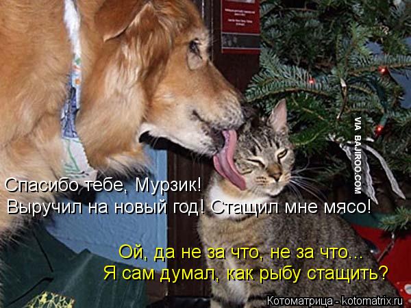 Спасибо тебе, Мурзик! Выручил на новый год! Стащил мне мясо! Ой, да не за что, не за что... Я сам д... Котоматрица: Спасибо тебе, Мурзик! Выручил на новый год! Стащил мне мясо! Ой, да не за что, не за что... Я сам думал, как рыбу стащить?