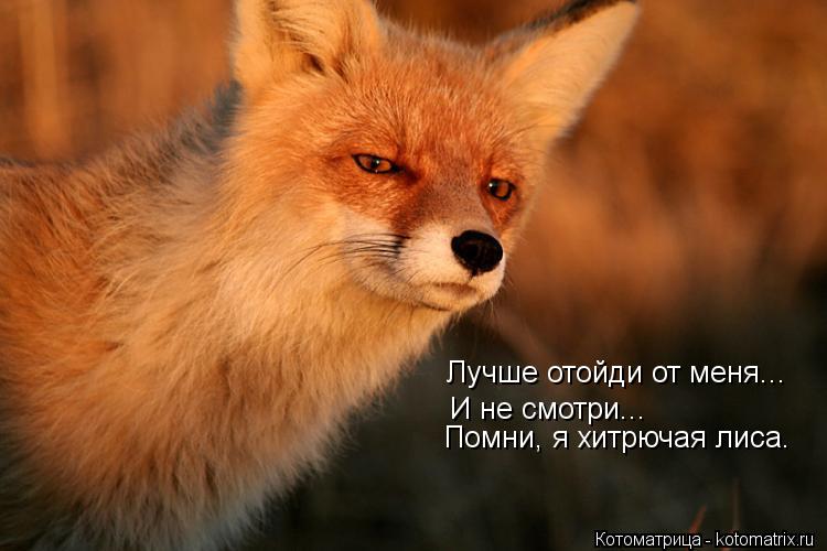 Лучше отойди от меня... И не смотри... Помни, я хитрючая лиса.... Котоматрица: Лучше отойди от меня... И не смотри... Помни, я хитрючая лиса.