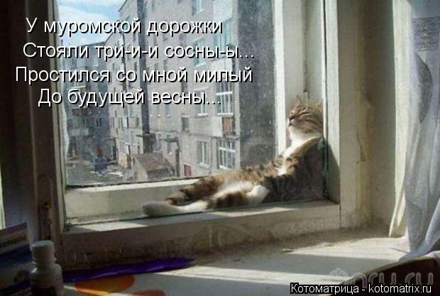 У муромской дорожки Стояли три-и-и сосны-ы... Простился со мной милый До будущей весны...... Котоматрица: У муромской дорожки Стояли три-и-и сосны-ы... Простился со мной милый До будущей весны...