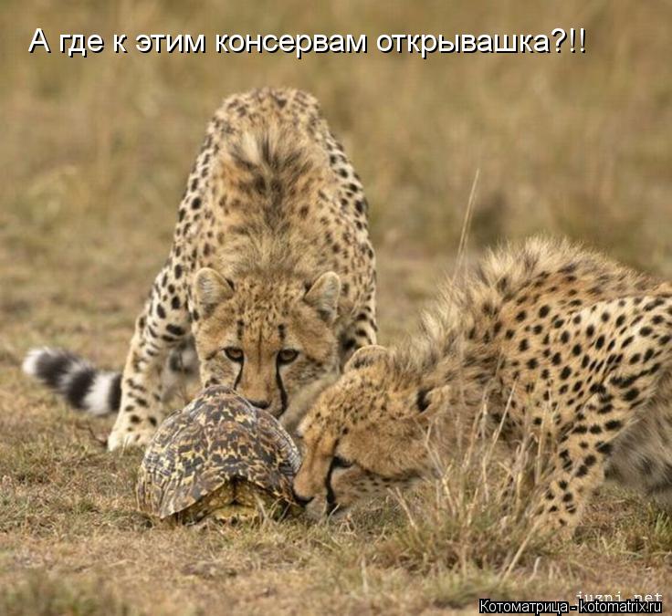 А где к этим консервам открывашка?!!... Котоматрица: А где к этим консервам открывашка?!!