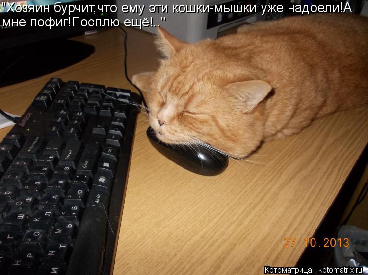 "Хозяин бурчит,что ему эти кошки-мышки уже надоели!А мне пофиг!Посплю ещё!.."... Котоматрица: "Хозяин бурчит,что ему эти кошки-мышки уже надоели!А мне пофиг!Посплю ещё!.."