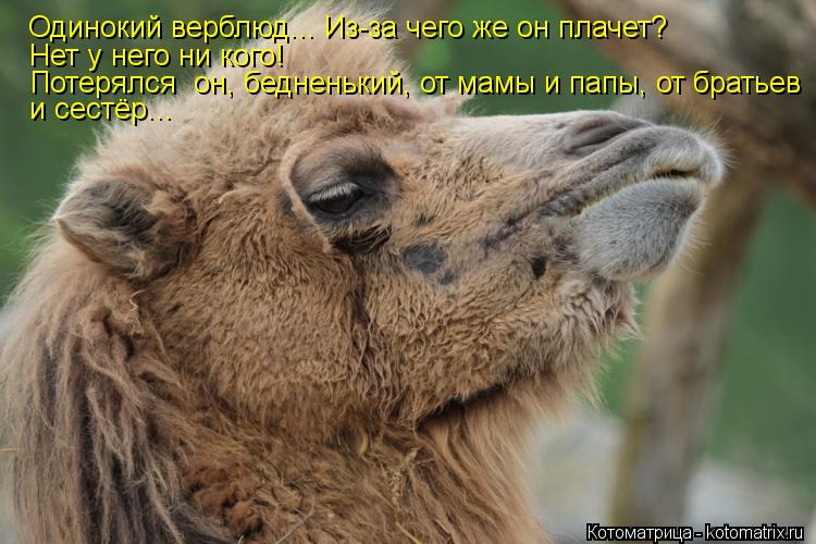 Одинокий верблюд... Из-за чего же он плачет? Нет у него ни кого! Потерялся он, бедненький, от мамы ... Котоматрица: Одинокий верблюд... Из-за чего же он плачет? Нет у него ни кого! Потерялся он, бедненький, от мамы и папы, от братьев и сестёр...